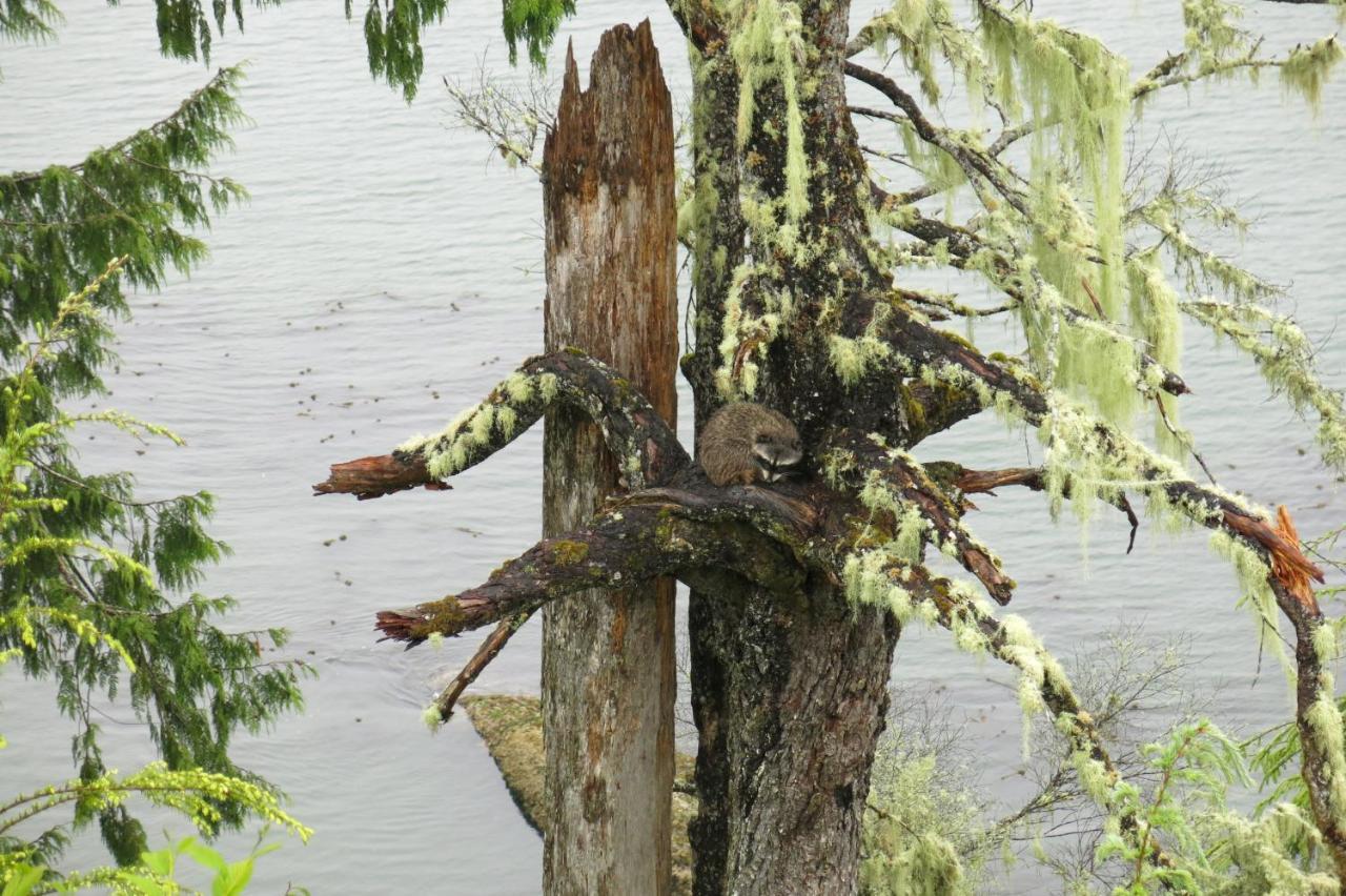 Villa A Shack In The Woods Port Renfrew Exterior foto